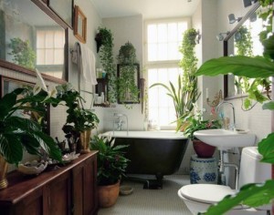 banyo_bitkileri_2